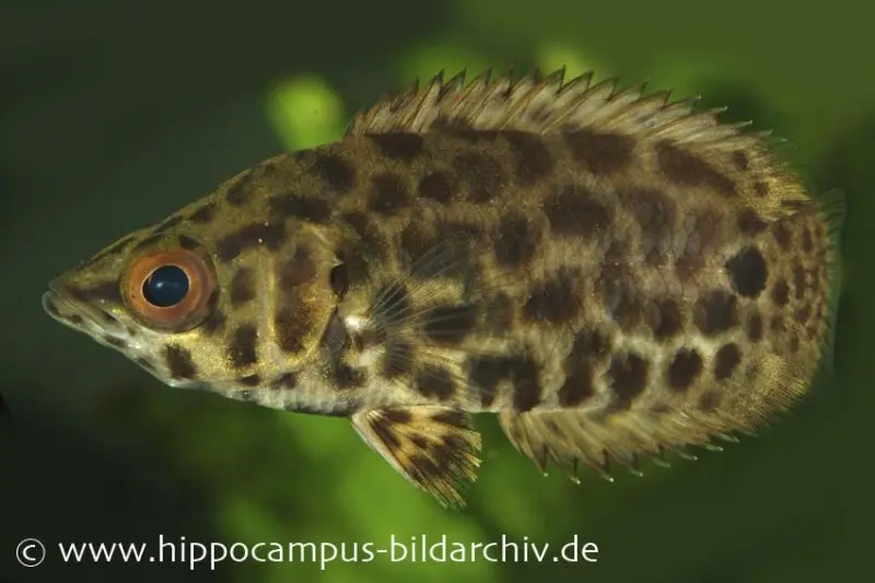 Leopard-Buschfisch, Ctenopoma acutirostre