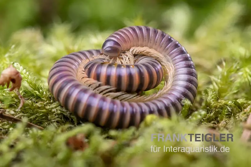 Mrs. Lila-Tausendfüßer, Aulacobolus sp. „Mrs. Lila“