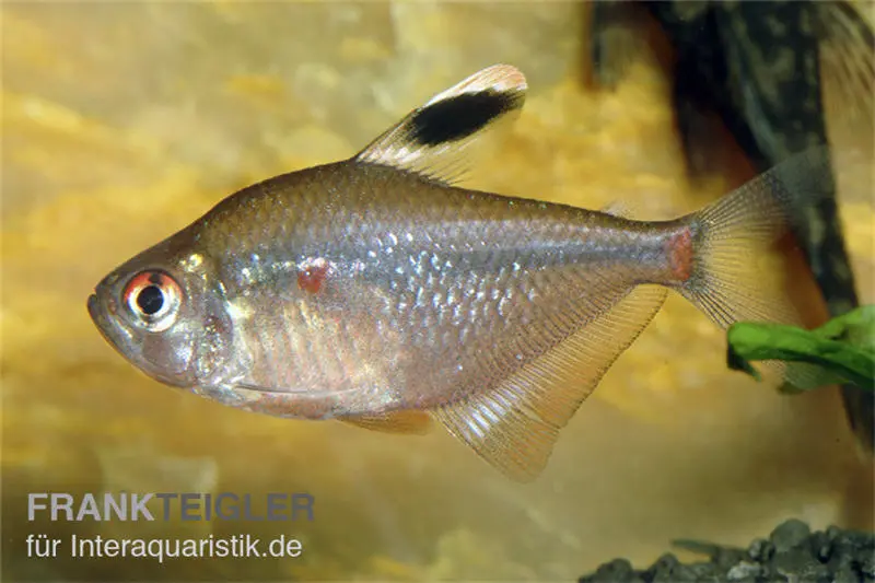 Socolofs Kirschflecksalmler, Hyphessobrycon socolofi