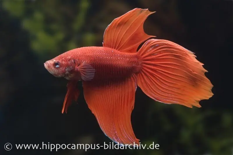 Long Tail Kampffisch rot, Männchen, Betta splendens