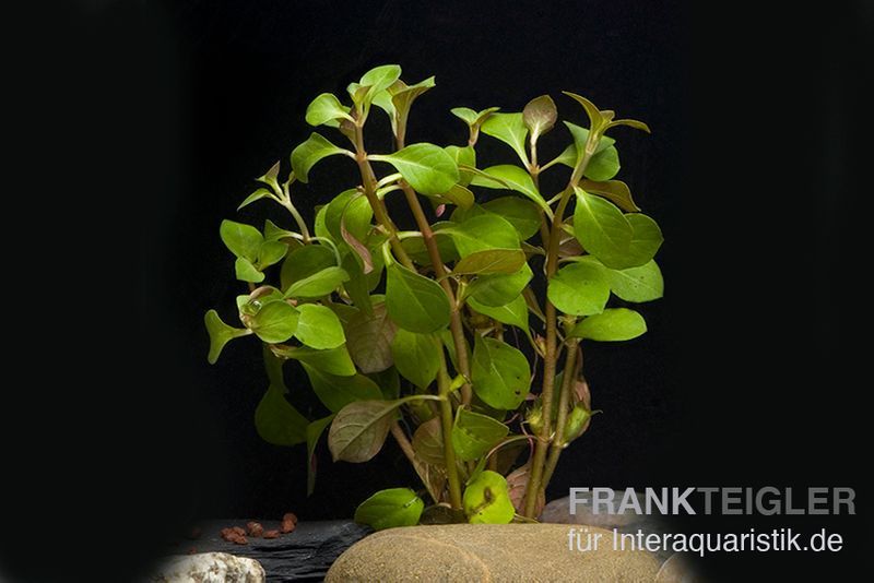 Kriechende Ludwigie, Ludwigia repens, Bund