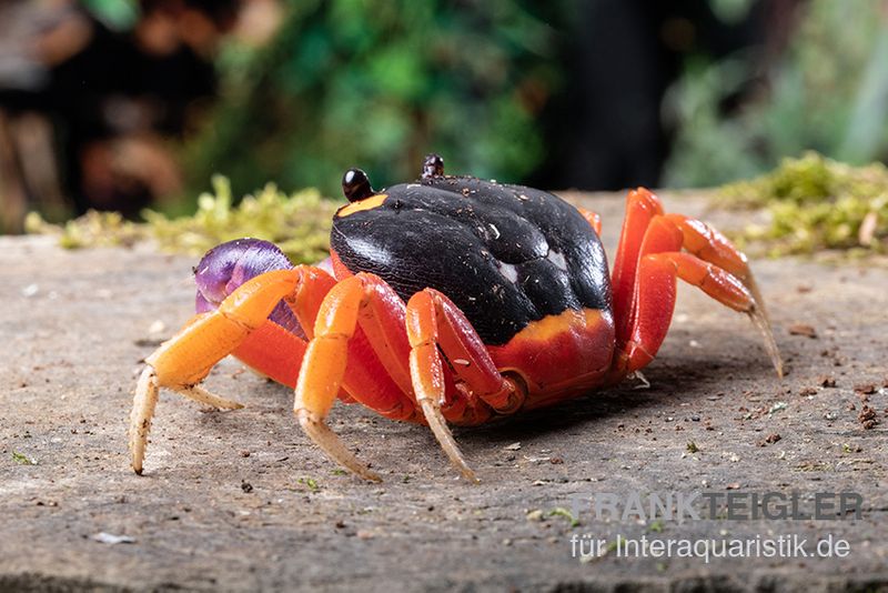 Lila Halloweenkrabbe, Gecarcinus quadratus, Zufällig ausgewählt