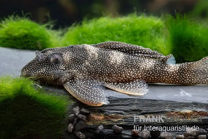 Perlhuhn-Harnischwels, L262, Hypancistrus sp.