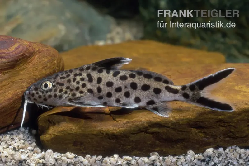 Vielpunkt-Kuckuckswels, Synodontis multipunctatus