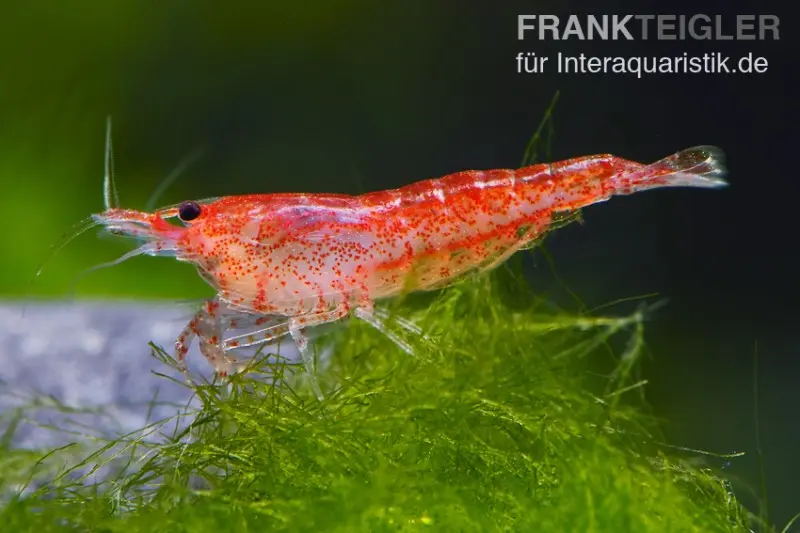 Bundle: 10 x Red Fire, Neocaridina heteropoda Rot + Portion Javamoos