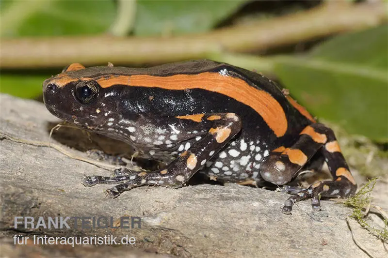 Gestreifter Wendehalsfrosch, Phrynomantis bifasciatus