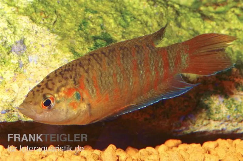 Paradiesfisch rot, Macropodus opercularis "Super rot"