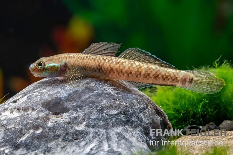 Atratus-Grundel, Stiphodon atratus, 1 Paar