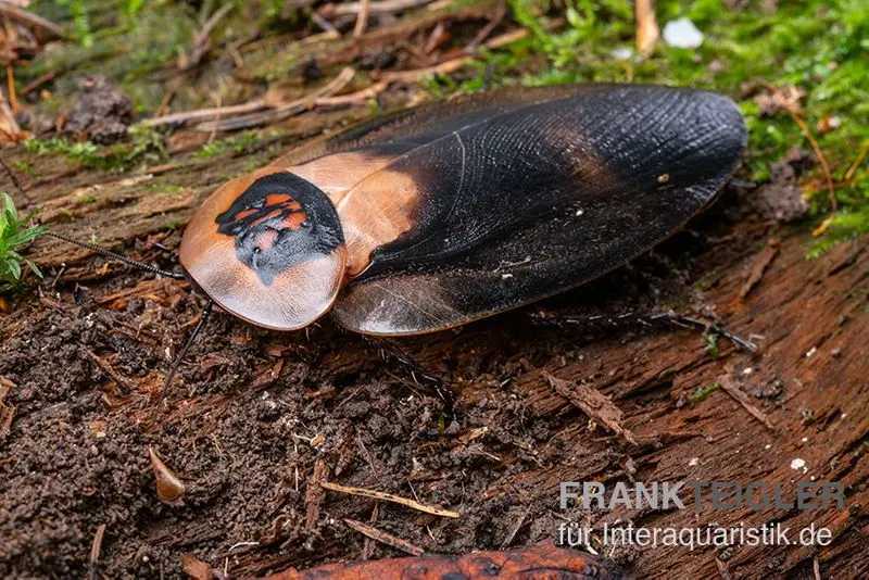 Totenkopfschabe "Black Wing", Blaberus craniifer