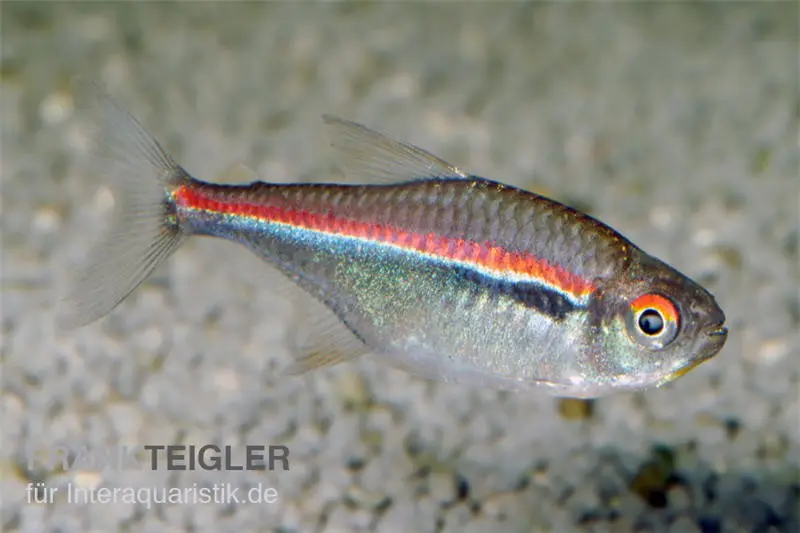 Dreibandsalmler, Hyphessobrycon heterorhabdus