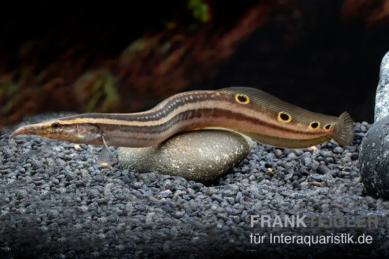 Augenfleckstachelaal, Macrognatus aculeatus, 7-10 cm