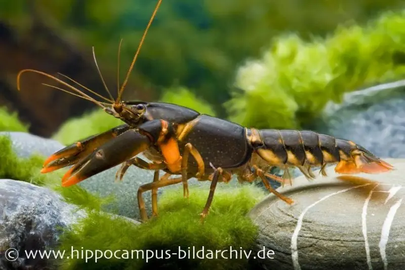 Feuerkrebs, Cherax sp. 'Orange Tip', Paar (1 Männchen + 1 Weibchen)