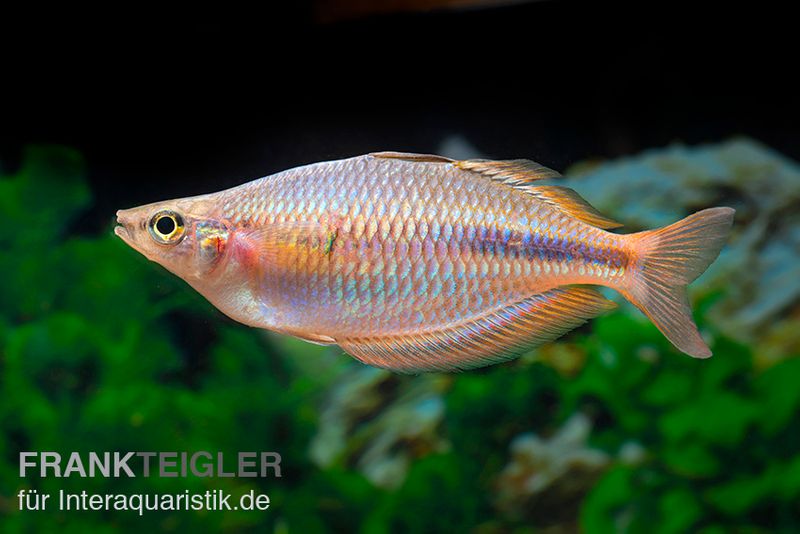 Kiura-Regenbogenfisch, Melanotaenia cf. goldiei "Kiura", 5 Tiere