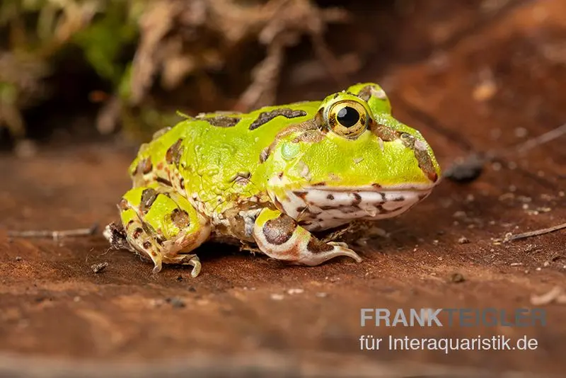 Pazifischer Hornfrosch, Ceratophrys stolzmanni