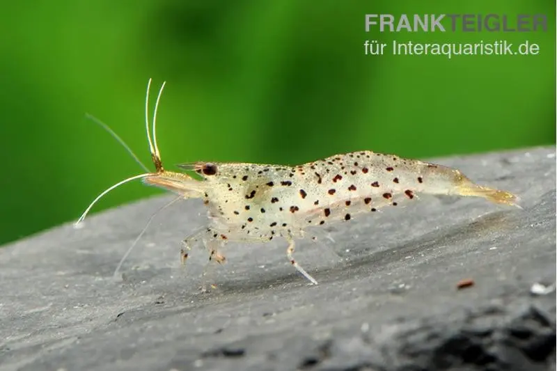 Leopardgarnele, Caridina rupropunctata