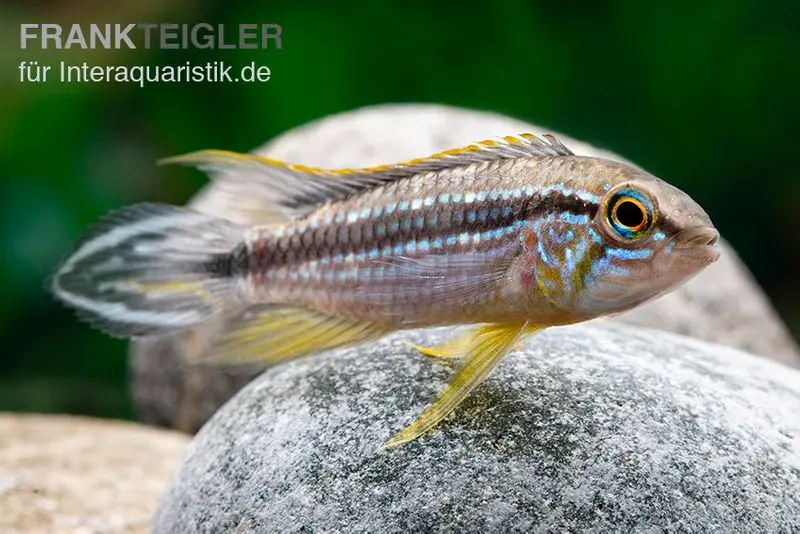 Elisabeth’s Zwergbuntbarsch, Apistogramma elizabethae