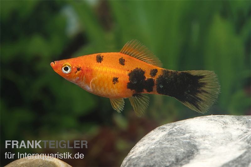 Schwertträger Marmor orange, Xiphophorus helleri, Paar (1 Männchen + 1 Weibchen)