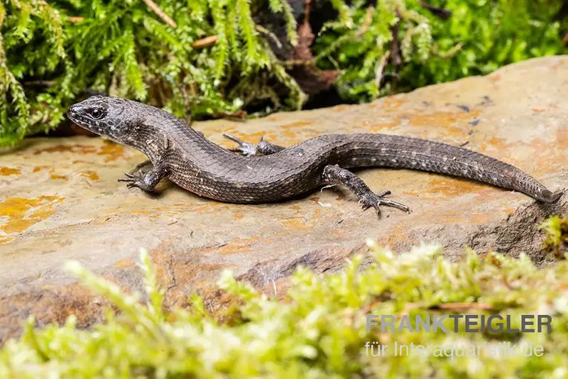 Westafrikanischer Wasser-Zwergskink, Cophoscincopus simulans