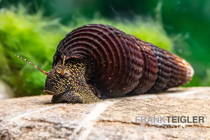 Goldpunkt-Towutischnecke, Tylomelania towutensis