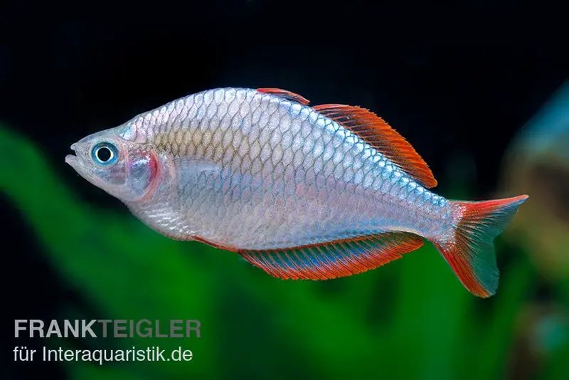 Diamantregenbogenfisch, Melanotaenia praecox