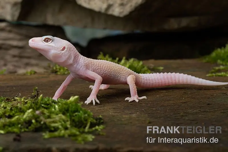 Leopardgecko, Eublepharis macularius, BLIZZARD