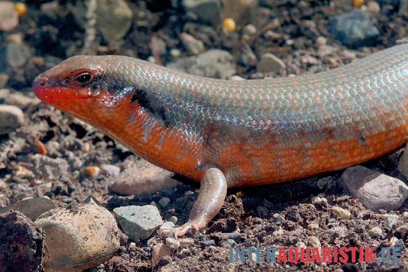 Zebraskink, Trachylepis dichroma