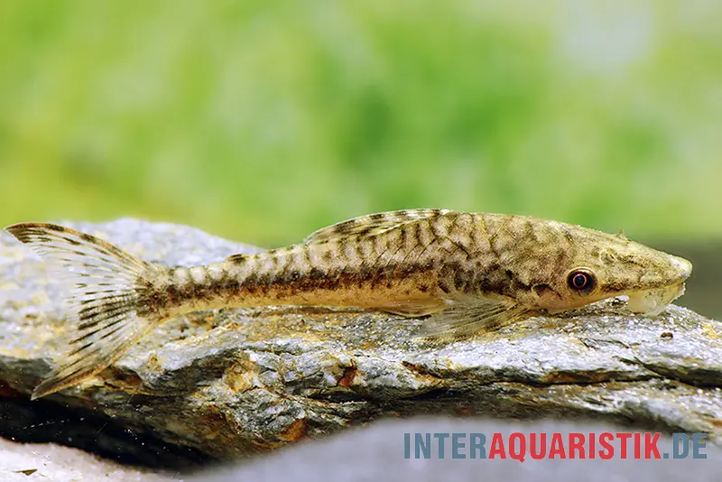 Gulare-Harnischwels (Gigant-Otocinclus), Hypoptopoma gulare