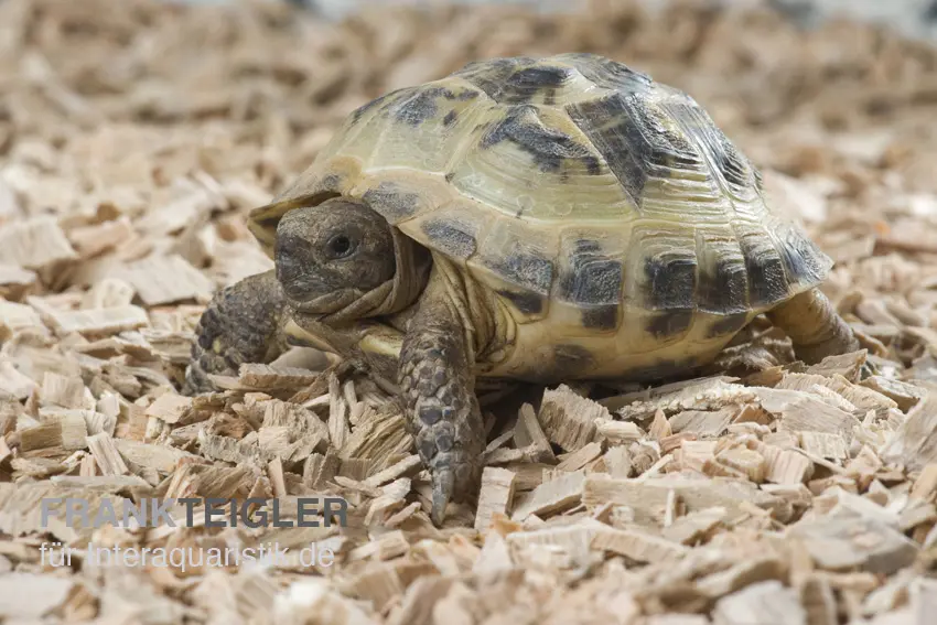 Vierzehenschildkröte, Testudo horsfieldii