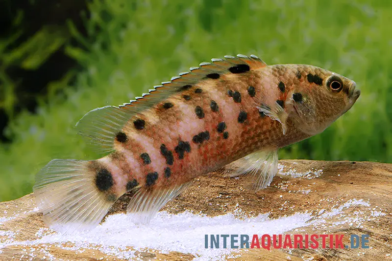 Assam-Blaubarsch, Badis assamensis