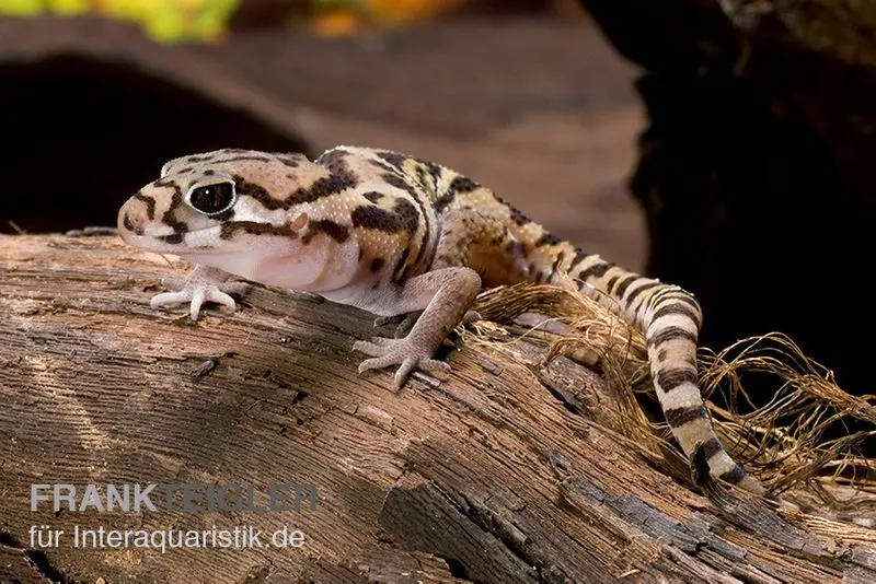 Mittelamerikanischer Krallengecko, Coleonyx mitratus