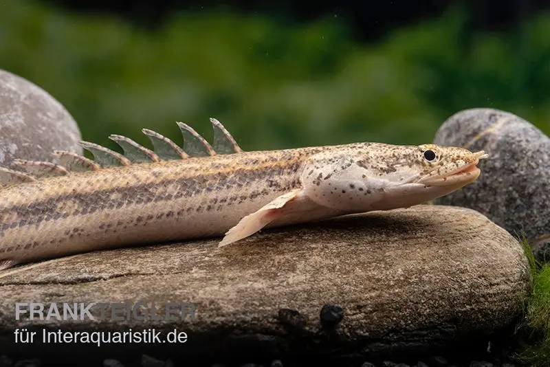 Lapradei-Flösselhecht, Polypterus lapradei, 20-30 cm