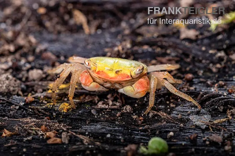 Smaragdkrabbe, Metasesarma spec. "Green Emerald" (Emerald Crab)