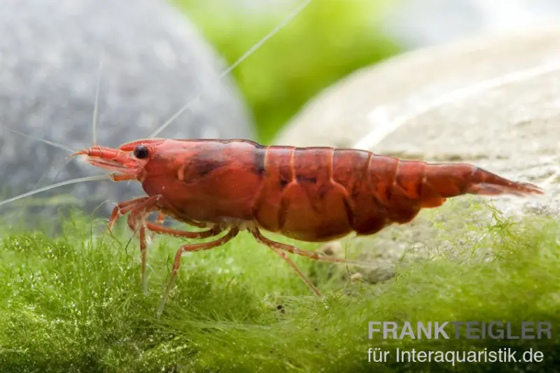 Bloody Mary Garnele, Neocaridina davidi