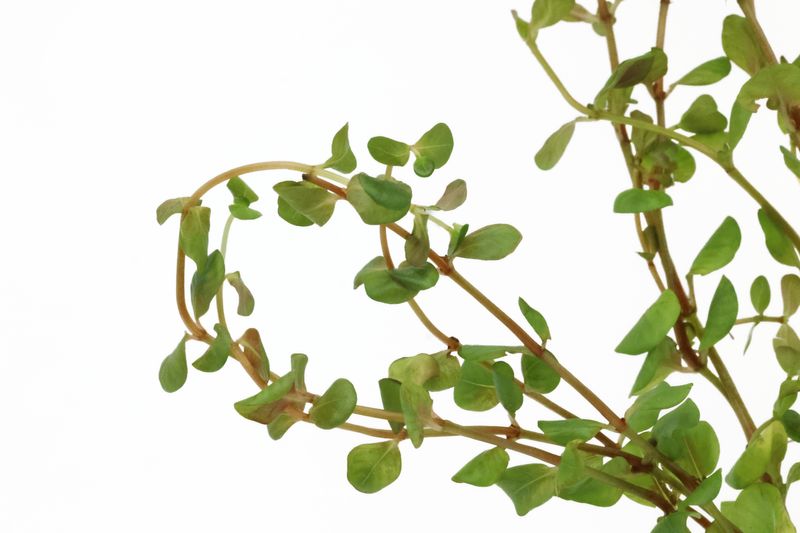 Rundblättrige Rotala, Rotala rotundifolia, In Vitro