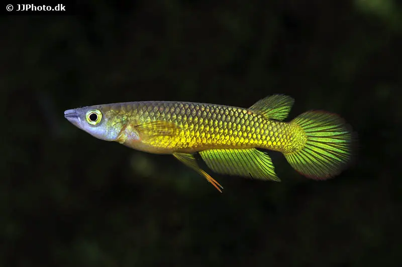 Goldener Streifenhechtling, Aplocheilus lineatus gold