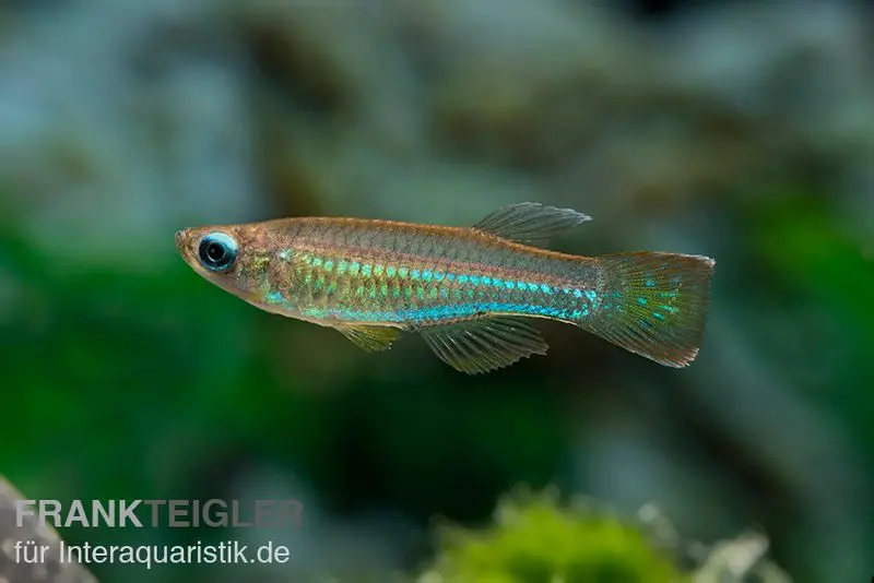 Roter Leuchtaugenfisch, Aplocheilichthys luxophtalmus (Minifisch)