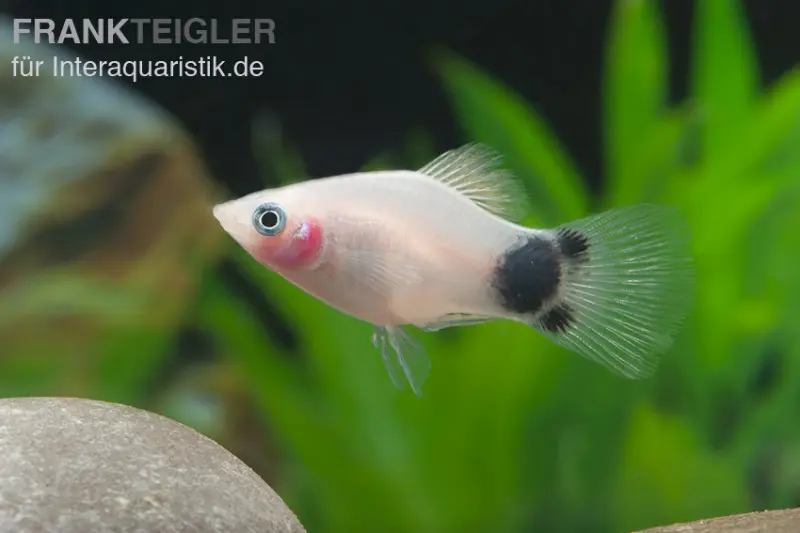 Mickey Mouse Platy weiß, Xiphophorus maculatus