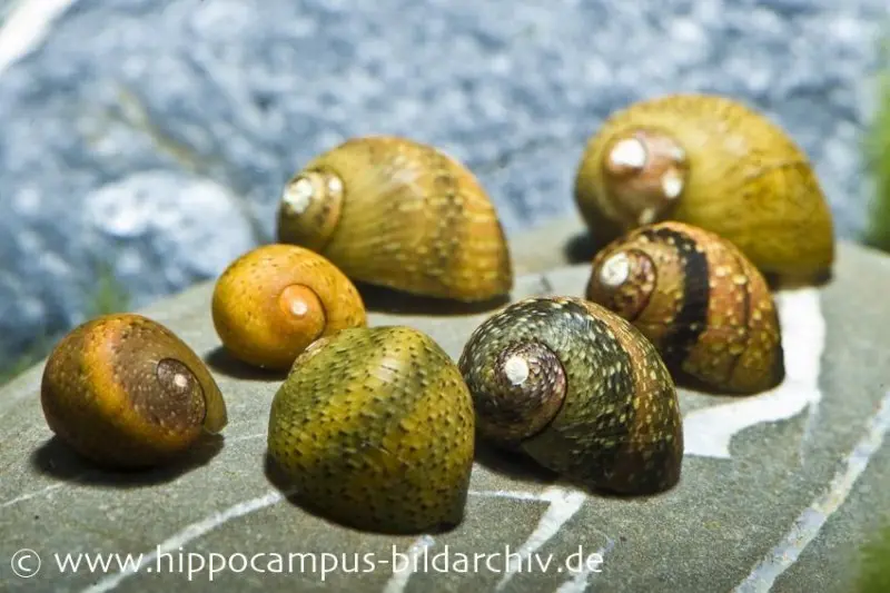 Mini-Rennschnecken-Mix, Neritina sp.