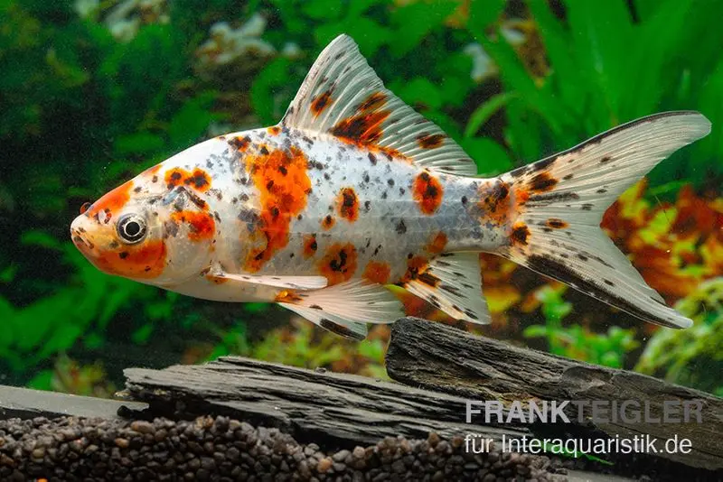 Shubunkin blue, Carassius auratus (Kaltwasser)