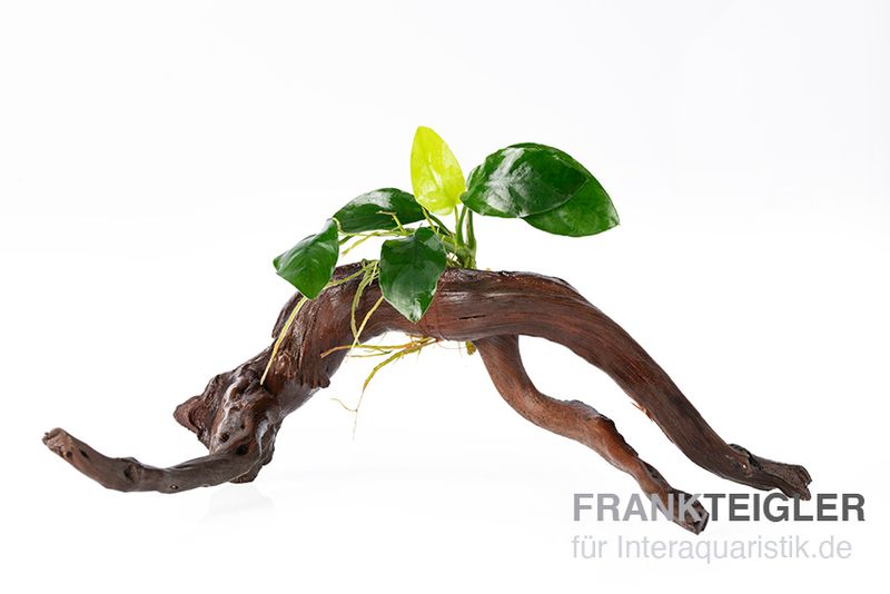 Zwergspeerblatt, Anubias barteri var. nana auf Spiderwood, ca. 15 x 9 x 15 cm