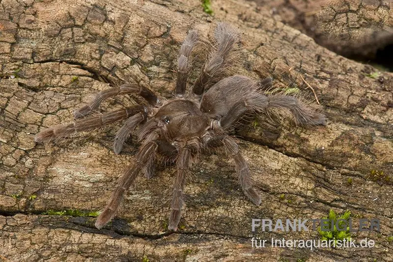 Afrikanische Riesenvogelspinne, Hysterocrates gigas XL