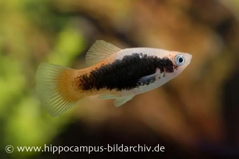 Platy Tuxedo neon, Xiphophorus maculatus