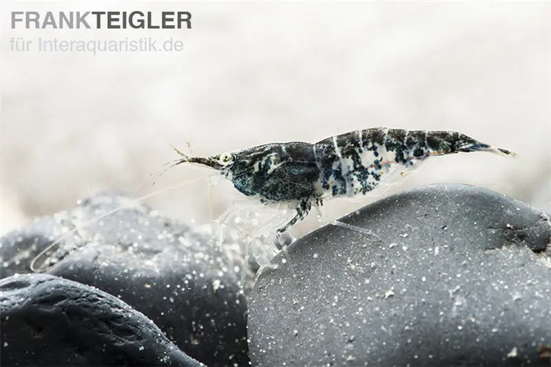 Blue Navy Shrimp, Neocaridina davidi