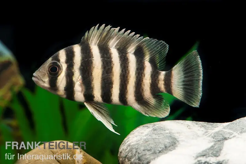 Zebratilapia, Tilapia buttikoferi