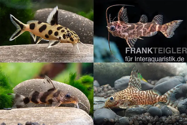 Fiederbartwels Mix, Synodontis