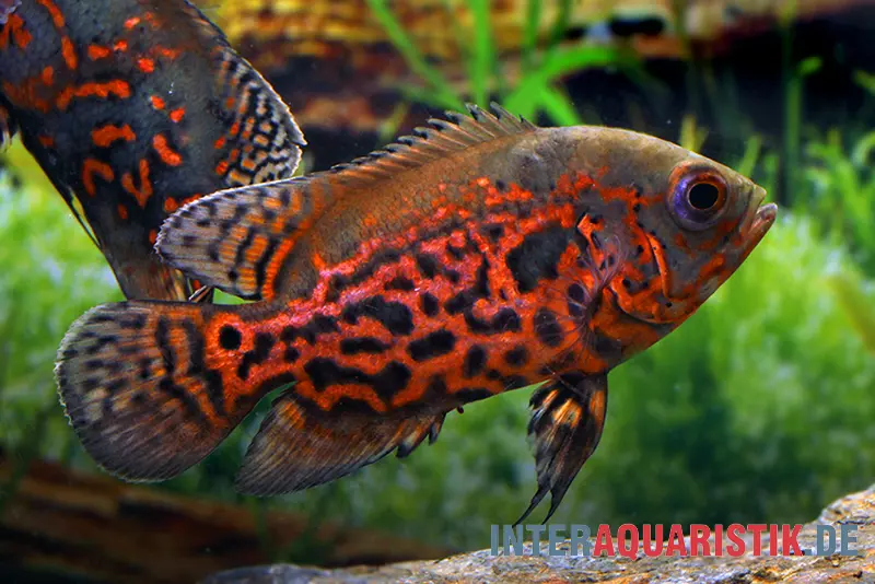 Oscar Rot-Tiger, Astronotus ocellatus