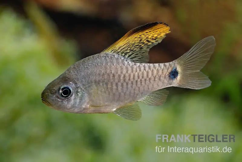 Indische Hochflossenbarbe, Oreichthys crenuchoides