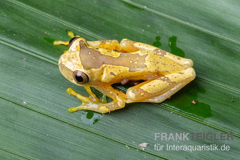 Sanduhr-Laubfrosch, Dendropsophus ebraccatus