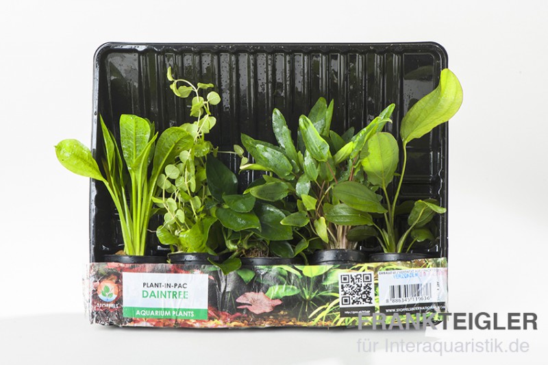 Aquarienpflanzen-Set Daintree, 5 Töpfe, Aquarienpflanzen-Set
