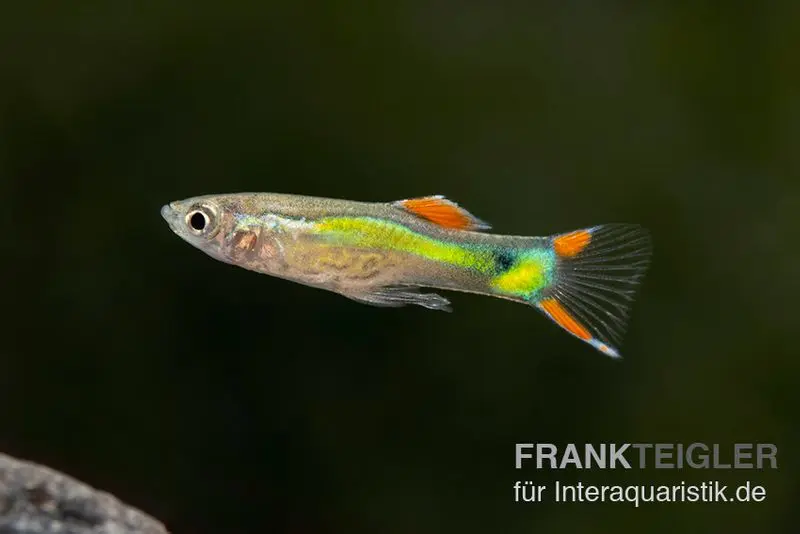 Endler Guppy black green snake, Poecilia wingei